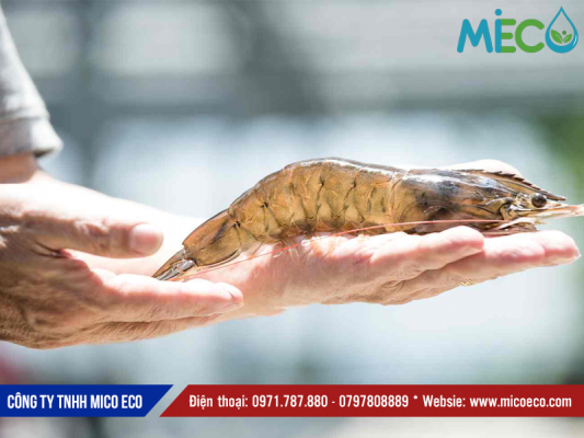 Giải pháp lọc phân tôm